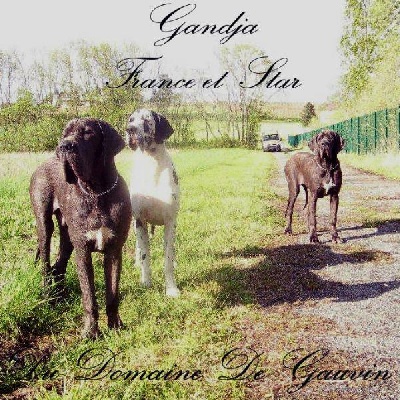du domaine de Gauvin - Gandja, France et Star !!!