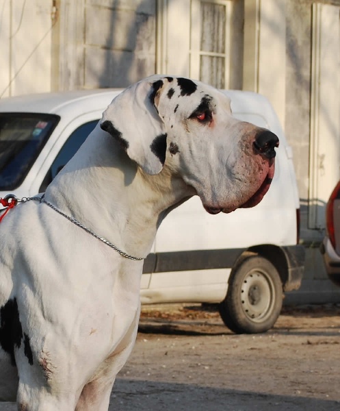 Byzance Des Terres De La Rairie