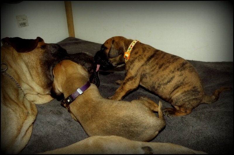 Album des bébés de Baraka
